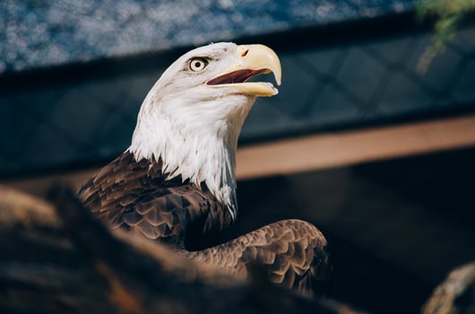 Eagle Feathers: An Opportunity for the Administration to Advance Religious Liberty and the Rule of Law